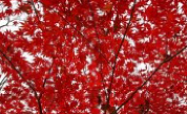 風吹，楓動，心飛